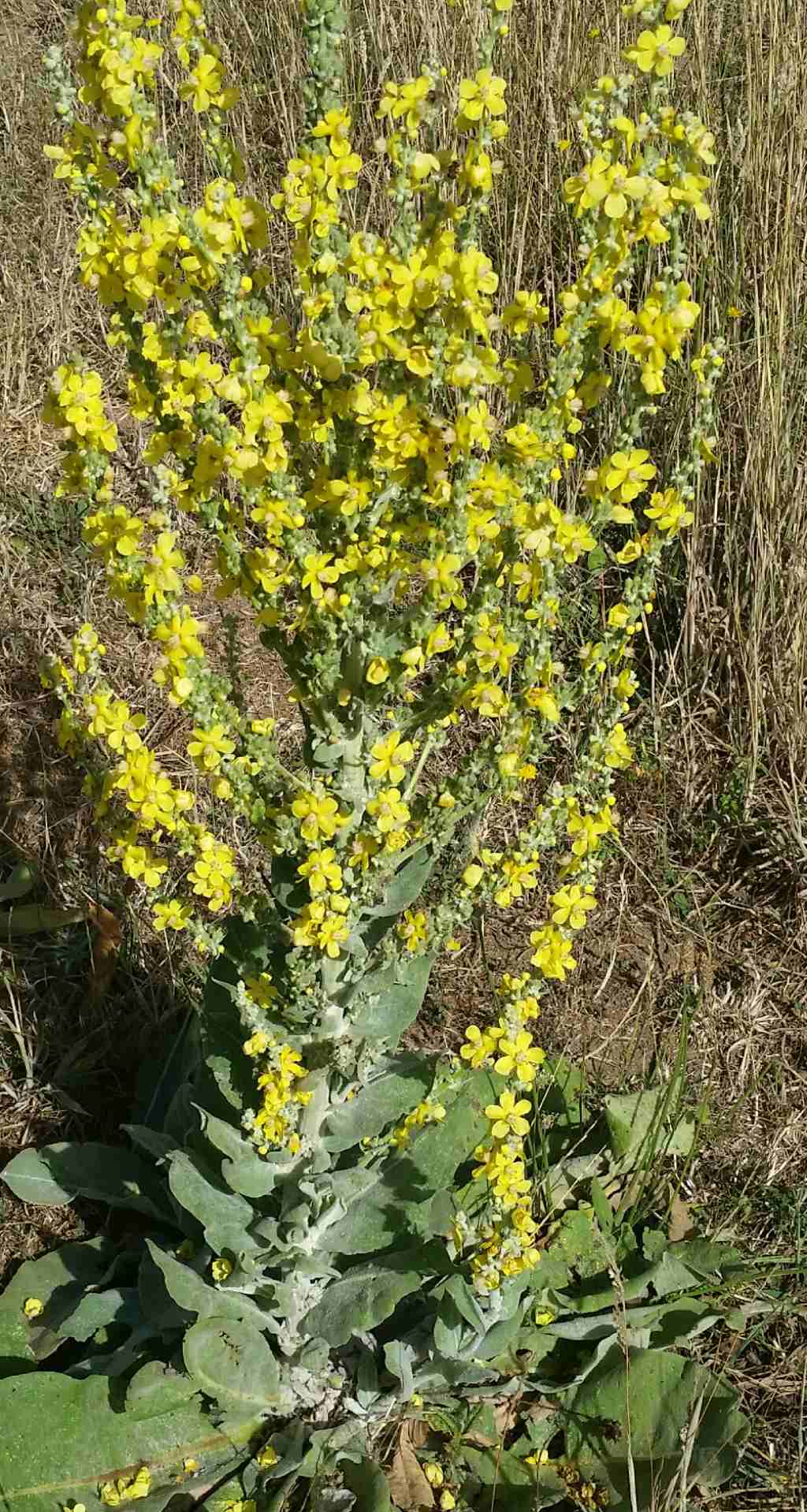 Verbascum pulverulentum (Lamiales - Scrophulariaceae)